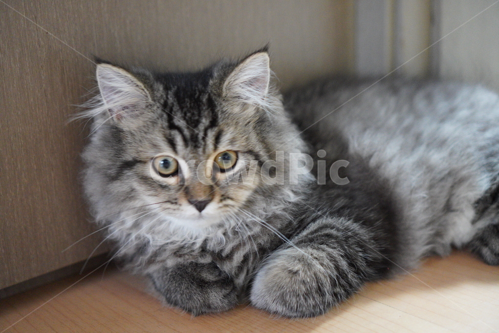 고양이,귀여운고양이,어린고양이,페르시안고양이,냥이,야옹이,반려묘,cat,cutecat,동물,animal,포유류,mammal,고양이,cat,kitten,kitty
