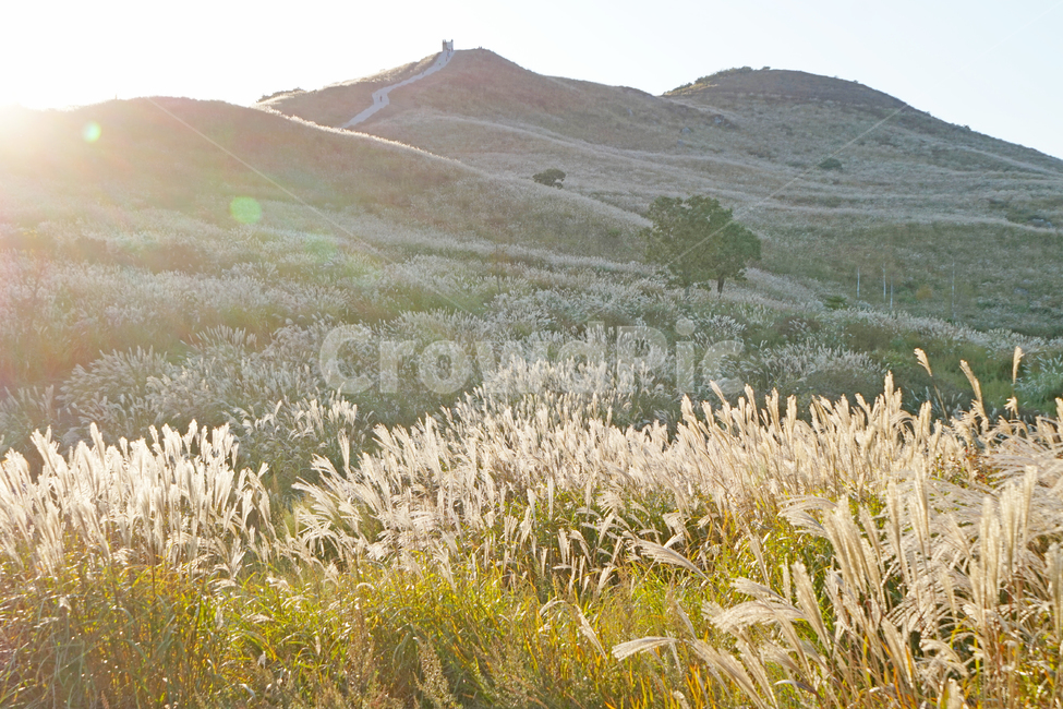 가을,억새,억새밭,힐링,풍경,가을산,쓸쓸함,가을,계절,fall,autumn,season,자연,풍경,nature,landscape,한국자연풍경,한국자연경관,korea nature landscape,휴식,힐링,rest,relaxation,healing,plant,식물,grass,잔디