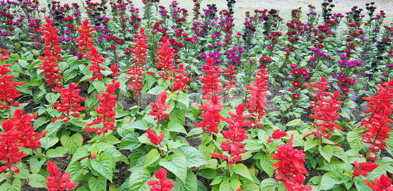 가을꽃,가을,코스모스,꽃축제,꽃,식물,자연,plants,nature,꽃,flower