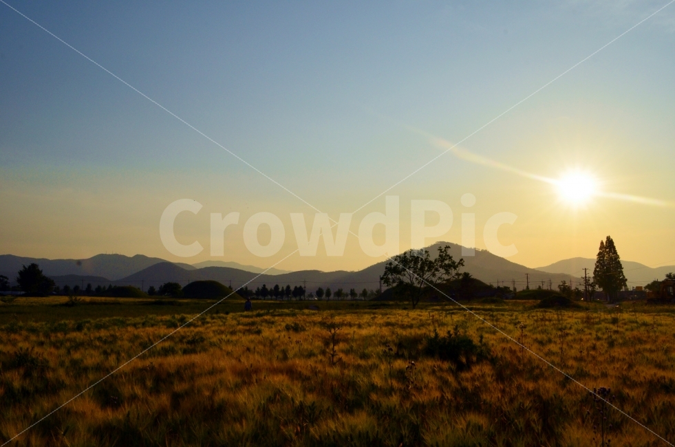 노을,갈대,일몰,자연,풍경,풍경사진,노을사진,자연,풍경,nature,landscape,light,빛,flare,플레어,outdoors,옥외