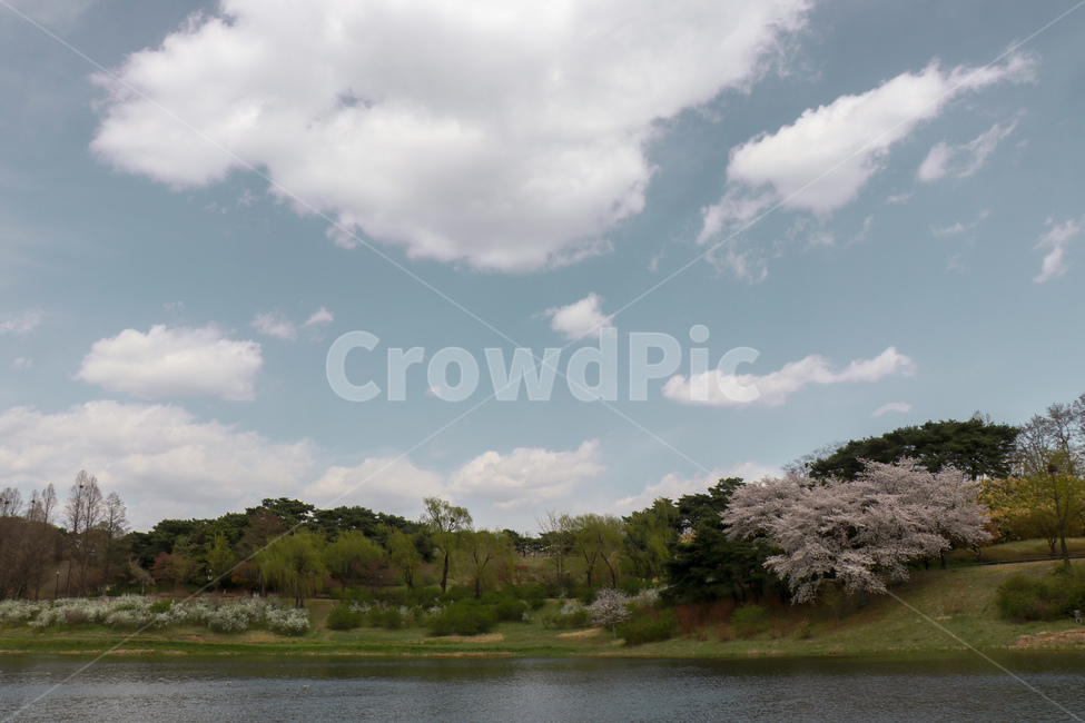 Olympic Park,atmosphere,Cherry Blossom,Korean cityscape,roost,Clean,peaceful,spring,Outing place,healing,sight,park,Rest area,clear,picnic,Jamsil,seoul,warm,korea,comfortable,Korean urban landscape,Picnic place