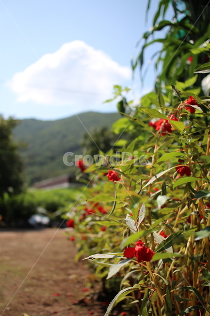 봉숭아,붉은꽃,봉선화,봉숭아꽃,봉선화꽃,자연,식물,꽃,색감,식물,자연,plants,nature,꽃,flower