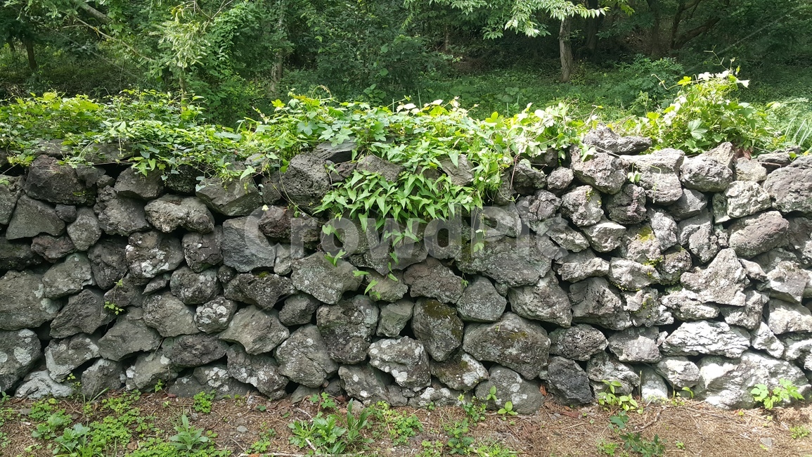 제주도,돌담,담장,담,덩쿨,돌,제주도,jeju,jeju island,wall,벽,stone wall