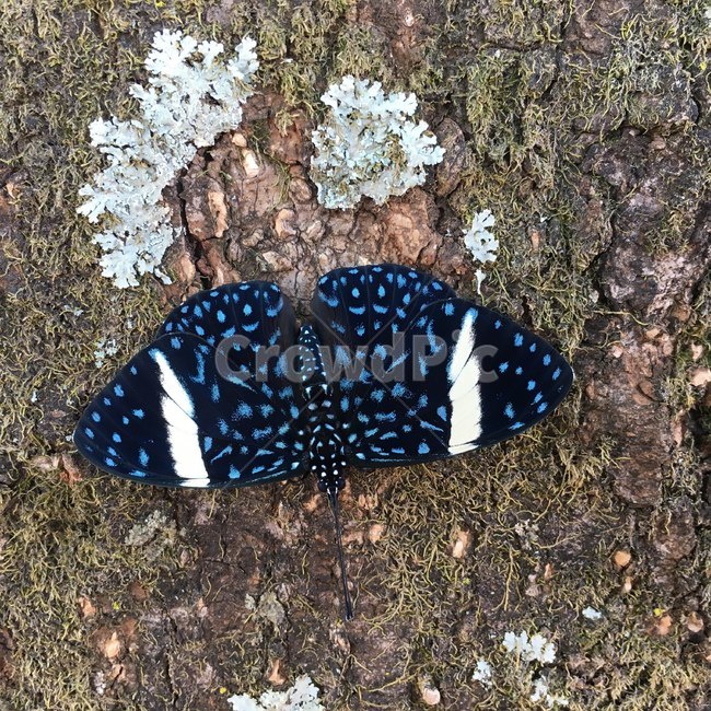 야생,무늬,나비,나무,지의류,자연,파랑,검정,흰색,wildlife,pattern,butterfly,tree,linchen,nature,blue,black,white,곤충,벌레,insect,bug