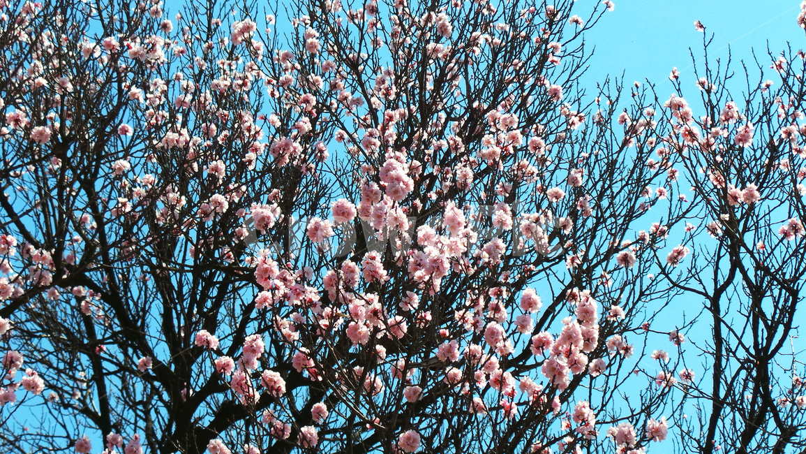 벚꽃,벚나무,봄,blossom,꽃