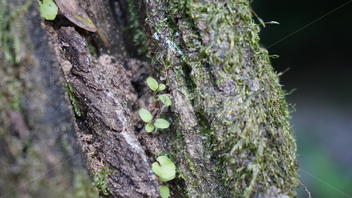 이끼,나무,고목,새싹,오래된,늙은,식물,자연,plants,nature,나무,trees,wood