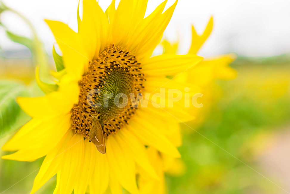 해바라기,sunflower,꽃,꽃밭,노랑,노란색,yellow,green,초록색,하늘,구름,cloud,sky,blue,하늘색,초록,여름,summer