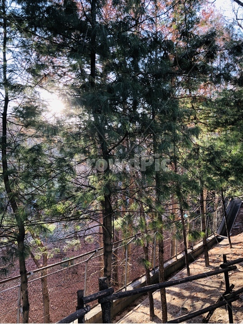 햇빛,나무,상록수,산책,가을,자연,풍경,nature,landscape