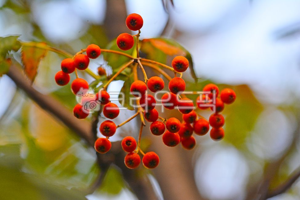 Fruit,seed,small fruit,tree fruit,red fruit,tree,medicine,ornamental,autumn fruit,outdoors,background,fruition,plant,edible,Rowan berries,medicinal plants,rowan,herbal medicine