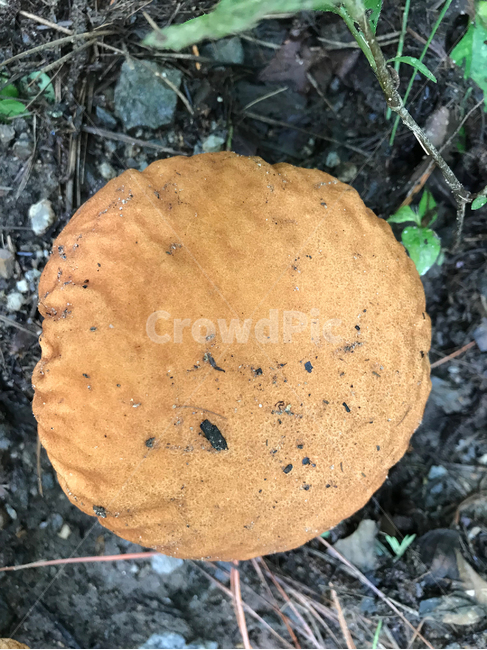버섯,mushroom,식물,plants,자연,nature,버섯,mushroom