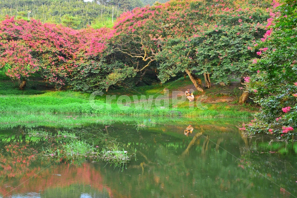 outdoors,옥외,water,물,nature,자연,담양,명옥헌원림,명혹헌배롱나무,배롱나무,유적지,문화재