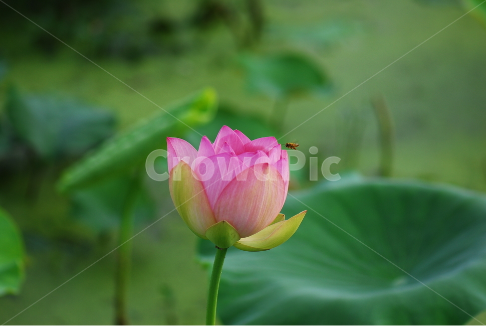 꽃,연꽃,관곡지,불교,여름,식물,자연,plants,nature,꽃,flower