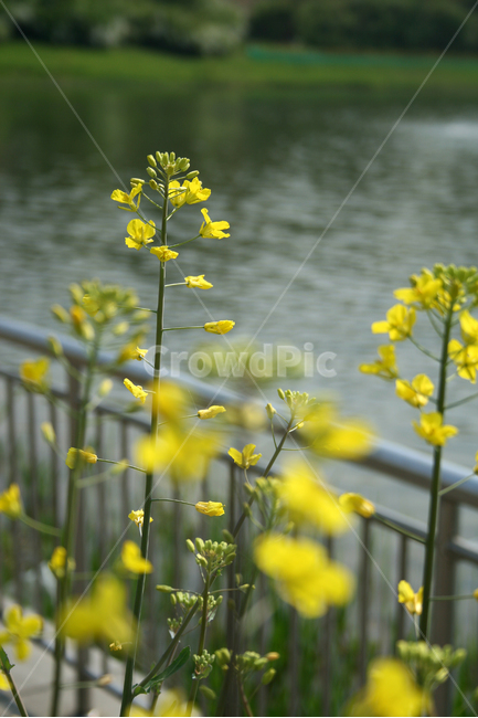 유채꽃,봄,봄날,봄풍경,감성,spring,flower,공원,풍경,식물,새싹,잎,초록,꽃,노란색,봄,계절,spring,season,식물,자연,plants,nature,꽃,flower,plant,blossom