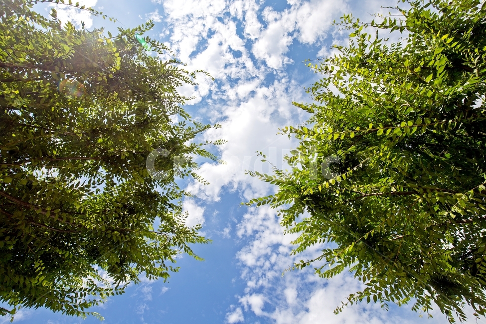 풍경,자연,하늘,구름,나무,자연풍경,공원,nature,tree,growth,sky,cloud,landscape,scenery,자연,풍경,nature,landscape,plant,식물,leaf,잎