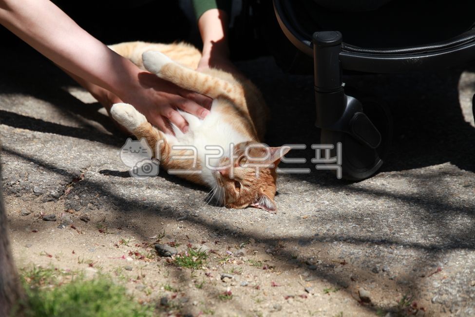 lying cat,Meow,cat,animal