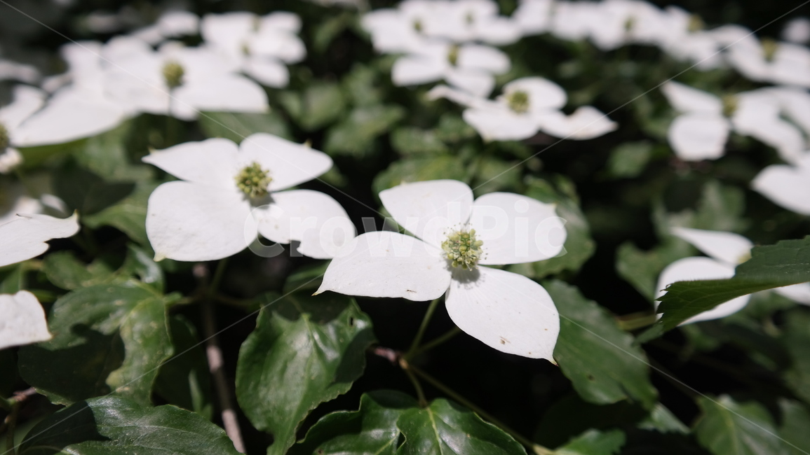 꽃,flower,식물,자연,화분,식물,자연,plants,nature,꽃,flower