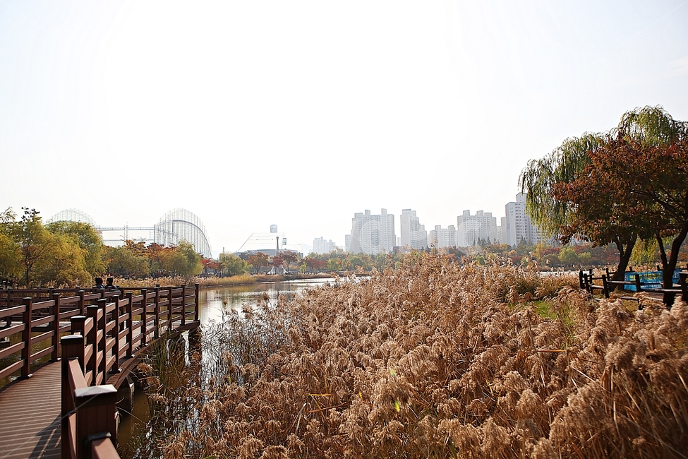 부천호수공원,호수,갈대,억새,식물,자연,풍경,풀,잡초,공원,가을,계절,fall,autumn,season,자연,풍경,nature,landscape
