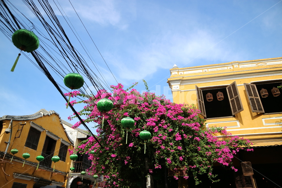 꽃,flower,건축물,건축,architecture,building,yellow,전깃줄,전선,line,전등,light,색감,분위기