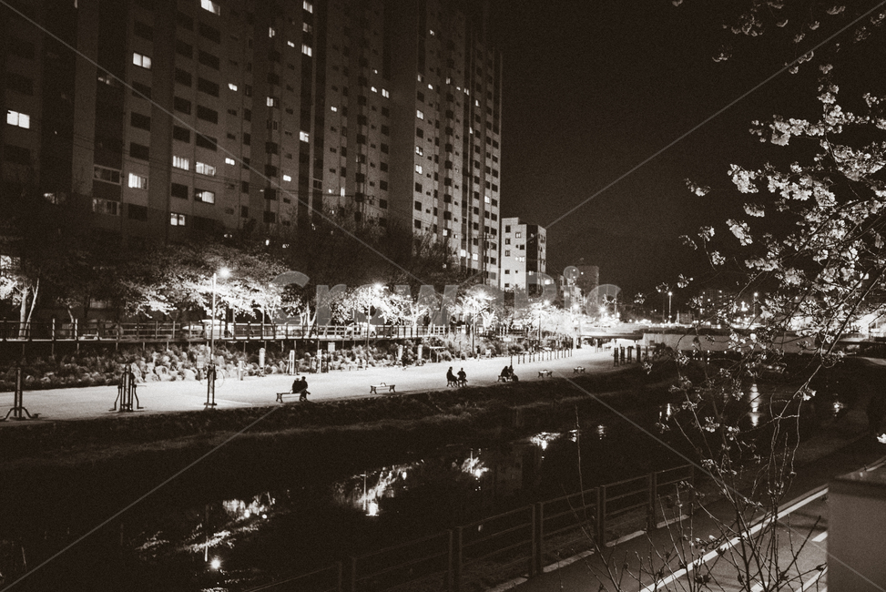 감성,흑백,공원,자연,벚꽃,꽃,밤,식물,자연,plants,nature,꽃,flower