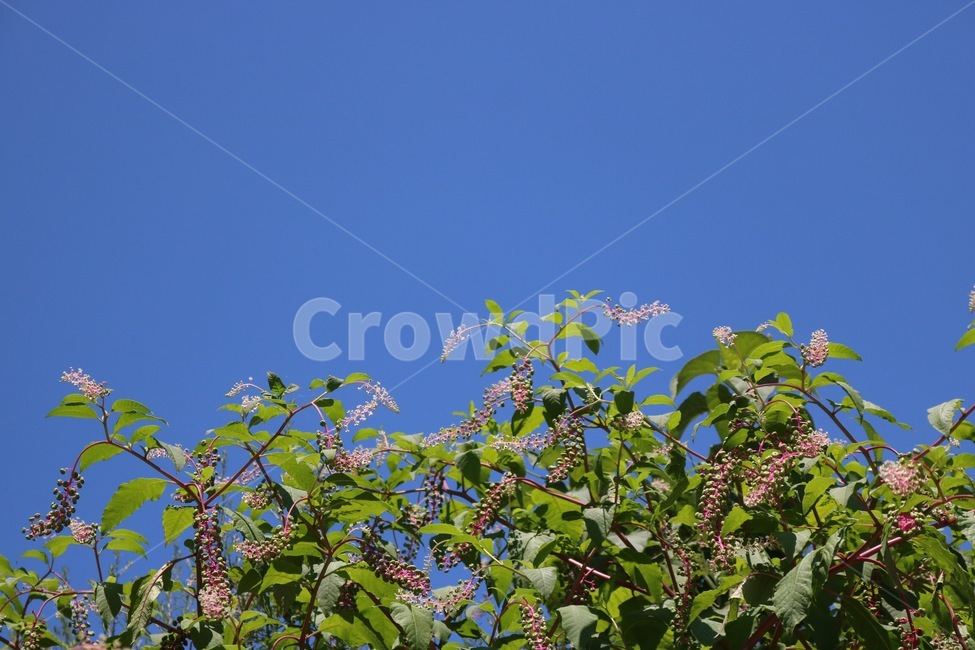 여름,하늘,파랑,식물,초록,열매,자연,summer,natsu,sky,sora,blue,ao,plants,shokubutsu,green,midori,fruit,nature,분홍,pink,pinku,식물,자연,plants,nature