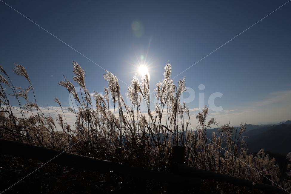 하늘,태양,빛,억새,산,풍경,상쾌함,가을,계절,fall,autumn,season,자연,풍경,nature,landscape,식물,plants,grass,잔디,plant,lawn