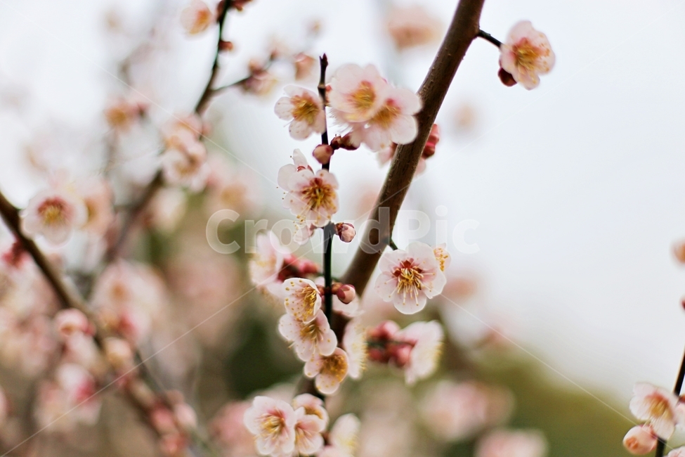 매화마을,매화꽃,매화,매화축제,하동,hadong,flower,꽃,봄,계절,spring,season,식물,자연,plants,nature,꽃,flower,plant,blossom