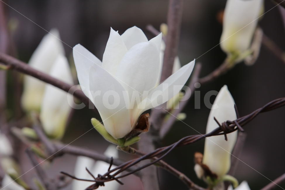 목련,철조망,순수,봄,꽃,봄,계절,spring,season,식물,자연,plants,nature,꽃,flower,plant