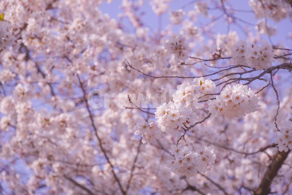 꽃,벚꽃,벚꽃놀이,색감,핑크,감성,꽃놀이,blossom,flower,plant,식물,color,pink