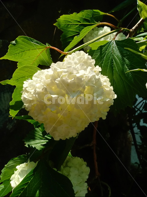 수국,자양화,간판수국,아탑수구,나무,꽃,마른꽃,식물