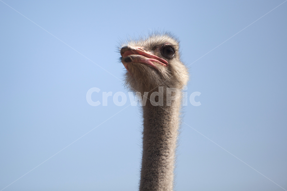 타조,새,타조얼굴,아프리카새,큰새,타조농장,bird,animal,동물,동물,animal,조류,새,birds