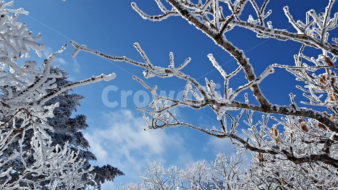 겨울,나무,산,상고대,눈,12월,추위,덕유산,자연,풍경,감성,겨울,계절,winter,season,자연,풍경,nature,landscape,outdoors,옥외,snow,frost,서리