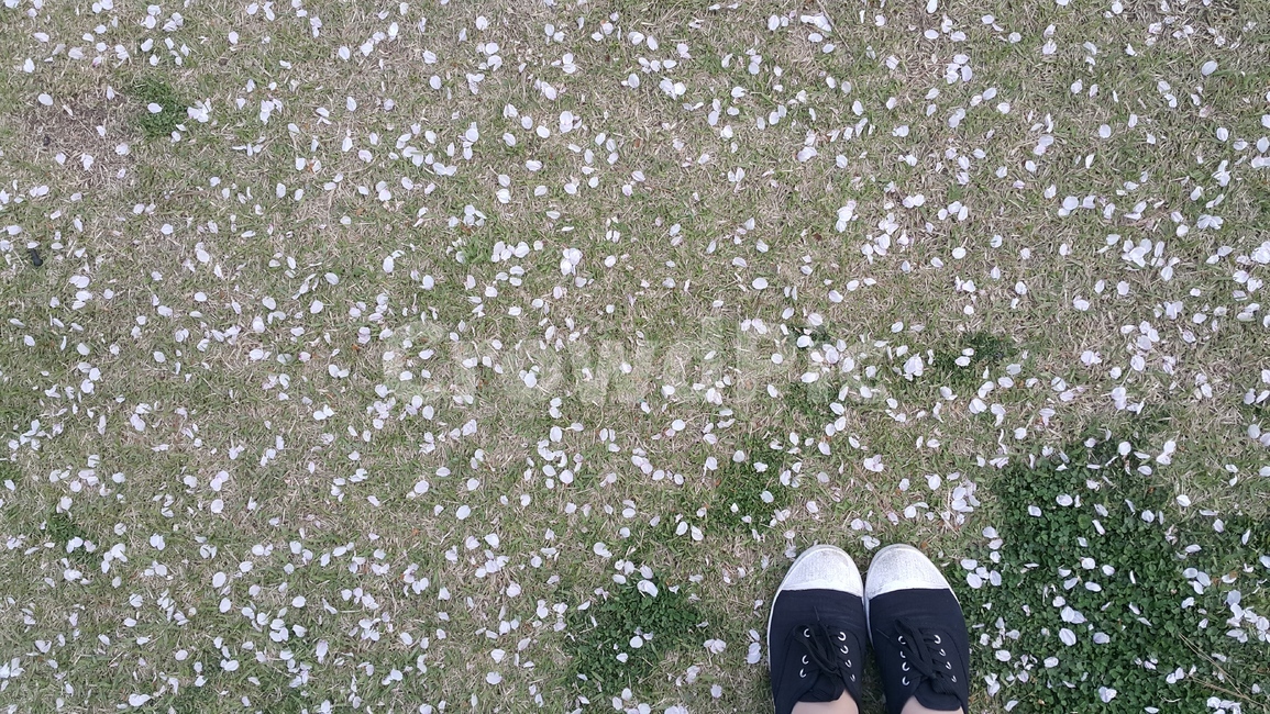 벚꽃,신발,꽃길,잔디,봄,배경