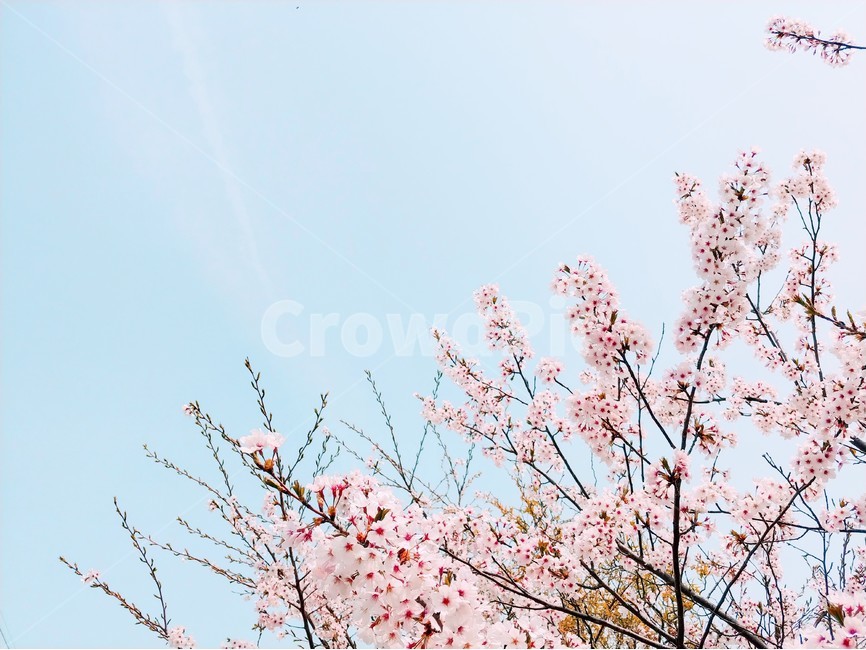 제주,벚꽃,봄,따뜻,맑은하늘,봄,계절,spring,season,자연,풍경,nature,landscape,식물,plants,나무,trees,wood,plant,blossom,꽃,flower