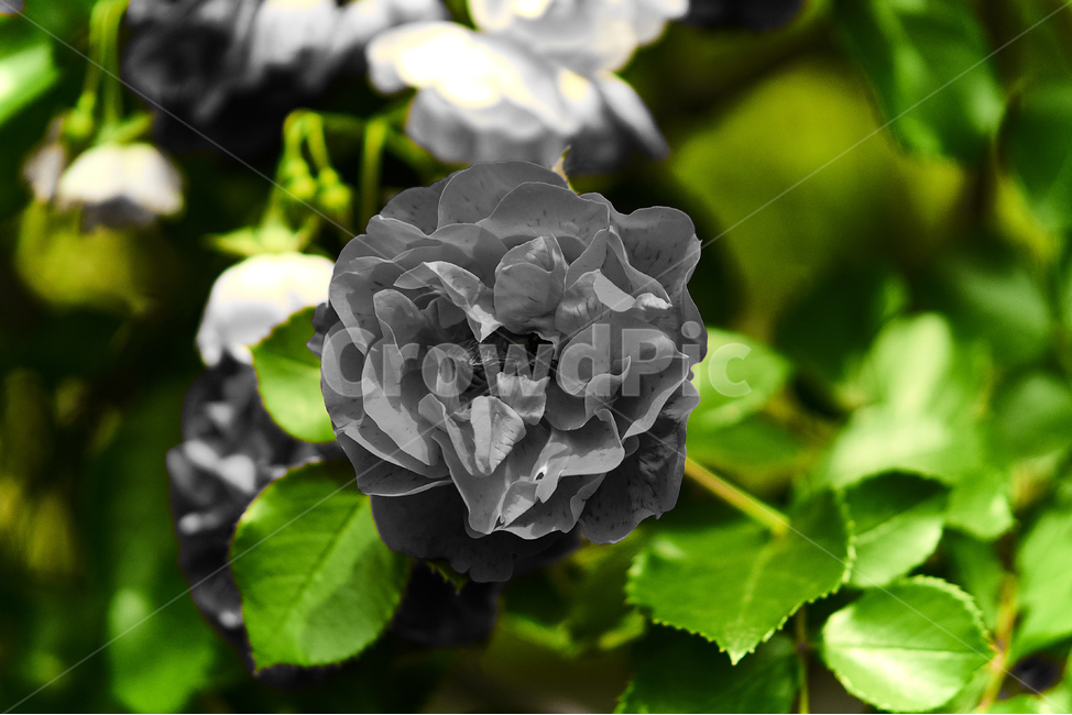 장미,꽃,접사,생화,화분,plant,nature,flower,초접사,redflower,black,rose,붉은장미,붉은꽃,redrose