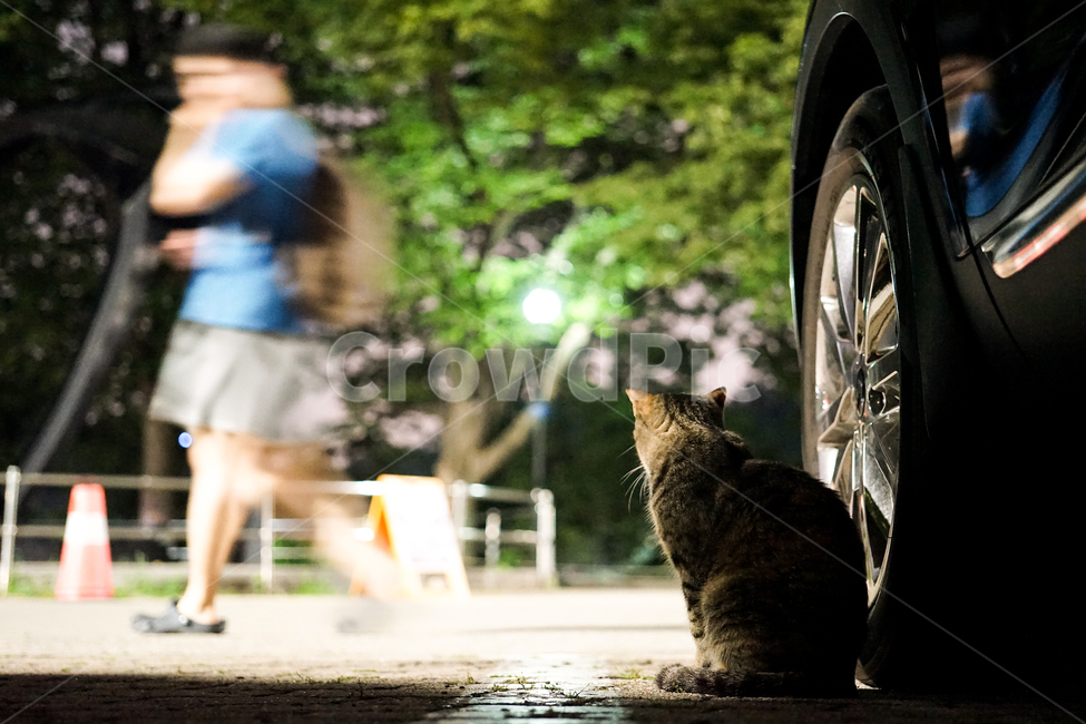 person,사람,human,인간,고양이,동물,포유류,길냥이,cat,animal,pet,동물,animal,포유류,mammal,고양이,cat,kitten,kitty