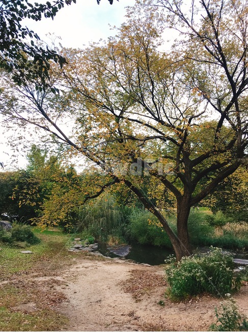 공원,산책로,연못,뉴욕,센트럴파크,가을,낙엽,자연,풍경,nature,landscape,ground,바닥,plant,식물,tree,나무,tree trunk,나무 줄기,dirt road,흙길,gravel,자갈,road,도로