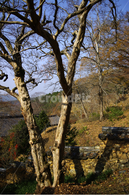겨울,나무,식물,plant,숲,자연,풍경,nature,landscape,한국자연풍경,한국자연경관,korea nature landscape,tree,tree trunk,나무 줄기