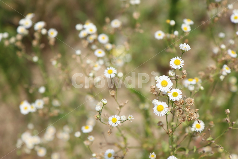 개망초,여름,흰색,노란색,꽃,식물,자연,plants,nature,꽃,flower