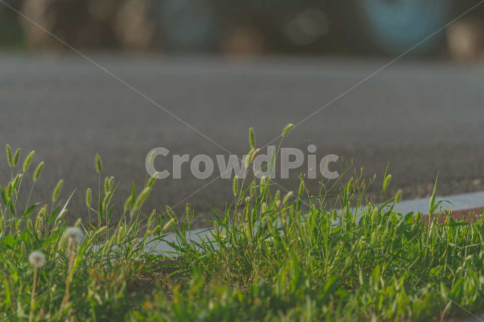 풀,도로,강아지풀,민들레,아스팔트,식물,자연,plants,nature