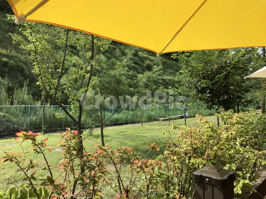 파라솔,노랑,자연,나무,여행,초록,밝음,Yellow,Nature,Tree,Trip,Travel,Green,Light,Sunny,식물,자연,plants,nature,나무,trees,wood