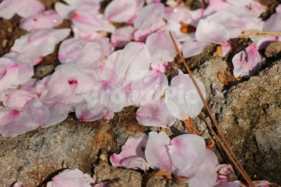 벚꽃,벚꽃잎,낙화,돌,지면,물방울,분홍,꽃잎,cherryblossom,cherryblossomleaves,fallingofblossoms,stone,ground,waterdrop,pink,petals
