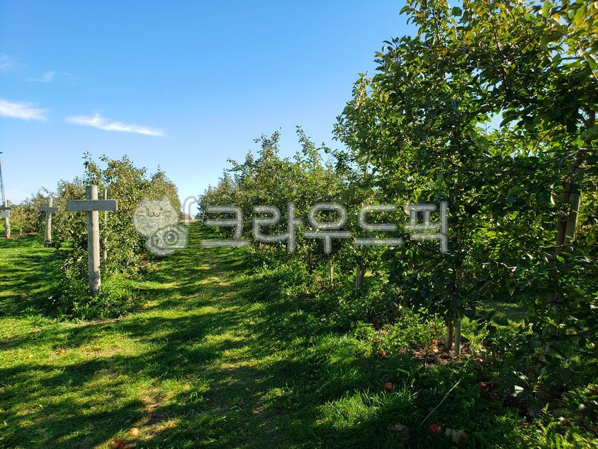 사과밭,사과,사과농장,과수원,사과나무,푸른하늘,빨간사과,흰구름,apple,appletree,bluesky,plant,식물,fruit,과일,food,음식