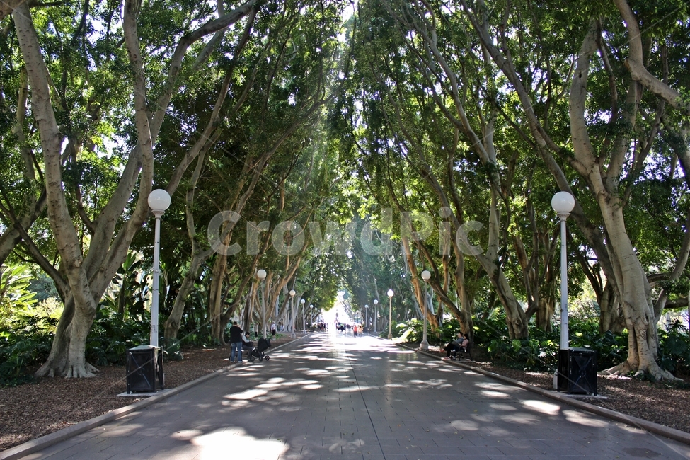 시드니,하이드파크,공원,화창한,시드니공원,자연,풍경,nature,landscape,해외,외국,세계,foreign,oversea,world,세계자연풍경,해외자연풍경,외국자연풍경,world nature landscape,outdoors,옥외,arbour,정자,garden,정원,asphalt,아스팔트,road,도로