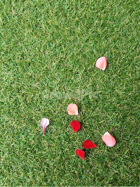 꽃잎,잔디,초원,숲,산책