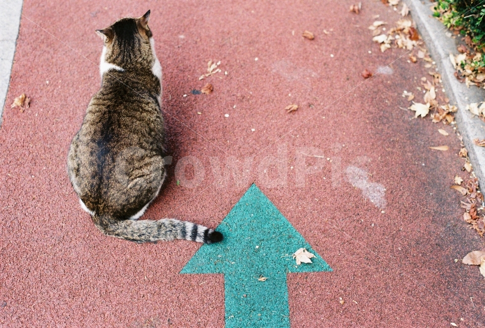 고양이,필름,필름사진,감성사진,애완동물,반려동물,길고양이,길냥이,미묘,자연,야생,화살표,감성,cat,kitty,kitten,cute,lovely,adorable,배경화면,바탕화면,street,streetcat,stray,straycat,wild,wildcat,wildanimal,beauty,beautiful,nature,natural,background,cutebackground,동물,animal,포유류,mammal,고양이,cat,kitten,kitty