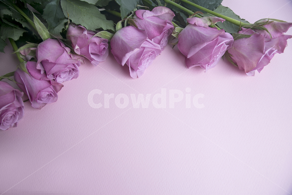 장미,장미꽃,꽃,핑크,분홍,한송이,송이,잎,잎사귀,배경화면,백그라운드,꽃,flower,기념일,축하,anniversary,congratulation,celebrate,celebration