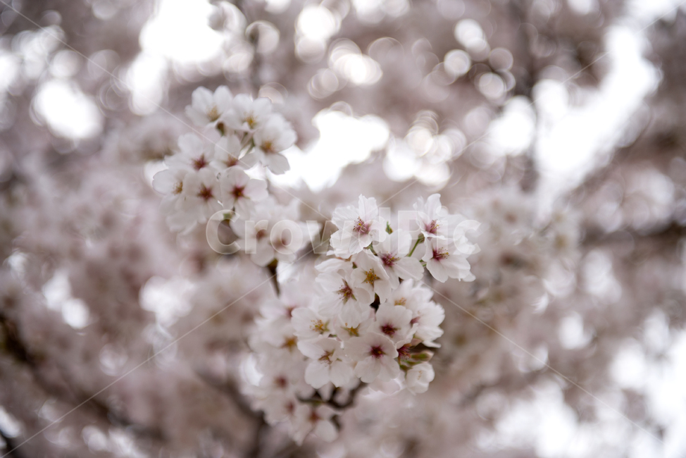 plant,식물,flower,꽃,blossom,cherryblossom,벚꽃