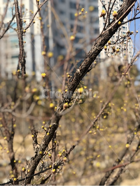 봄,봉우리,나무,산수유,꽃봉오리,꽃나무,시작