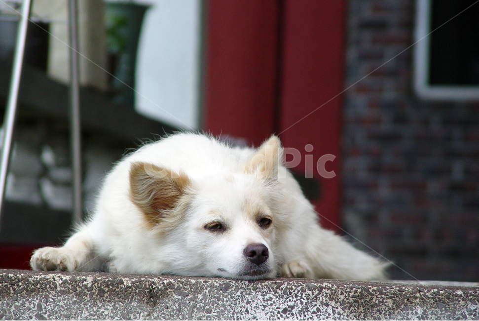 개,dog,하얀개,동물,animal,동물,animal,포유류,mammal,개,강아지,dog,doggy