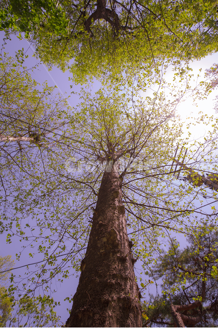 나무,하늘,햇살,감성사진,나무사진,식물,자연,plants,nature,나무,trees,wood